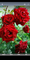 sparkle_star-arawap_net